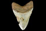 Fossil Megalodon Tooth - North Carolina #124675-2
